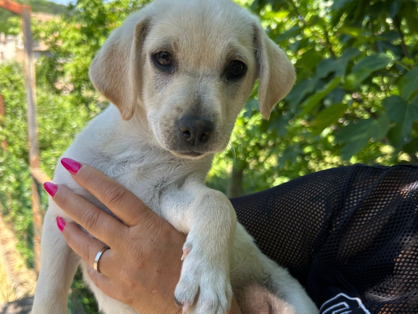 Vuoi adottare un cane a Catanzaro?