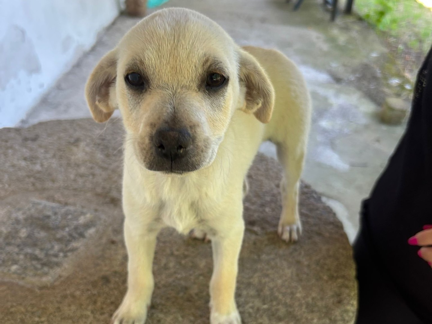Adotta il cane Lisa a Catanzaro
