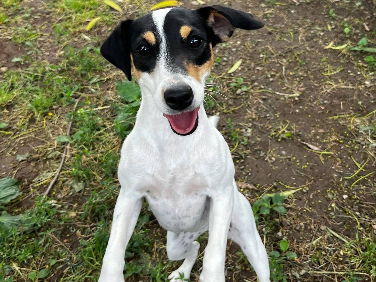 Adotta il cane Penny a Milano