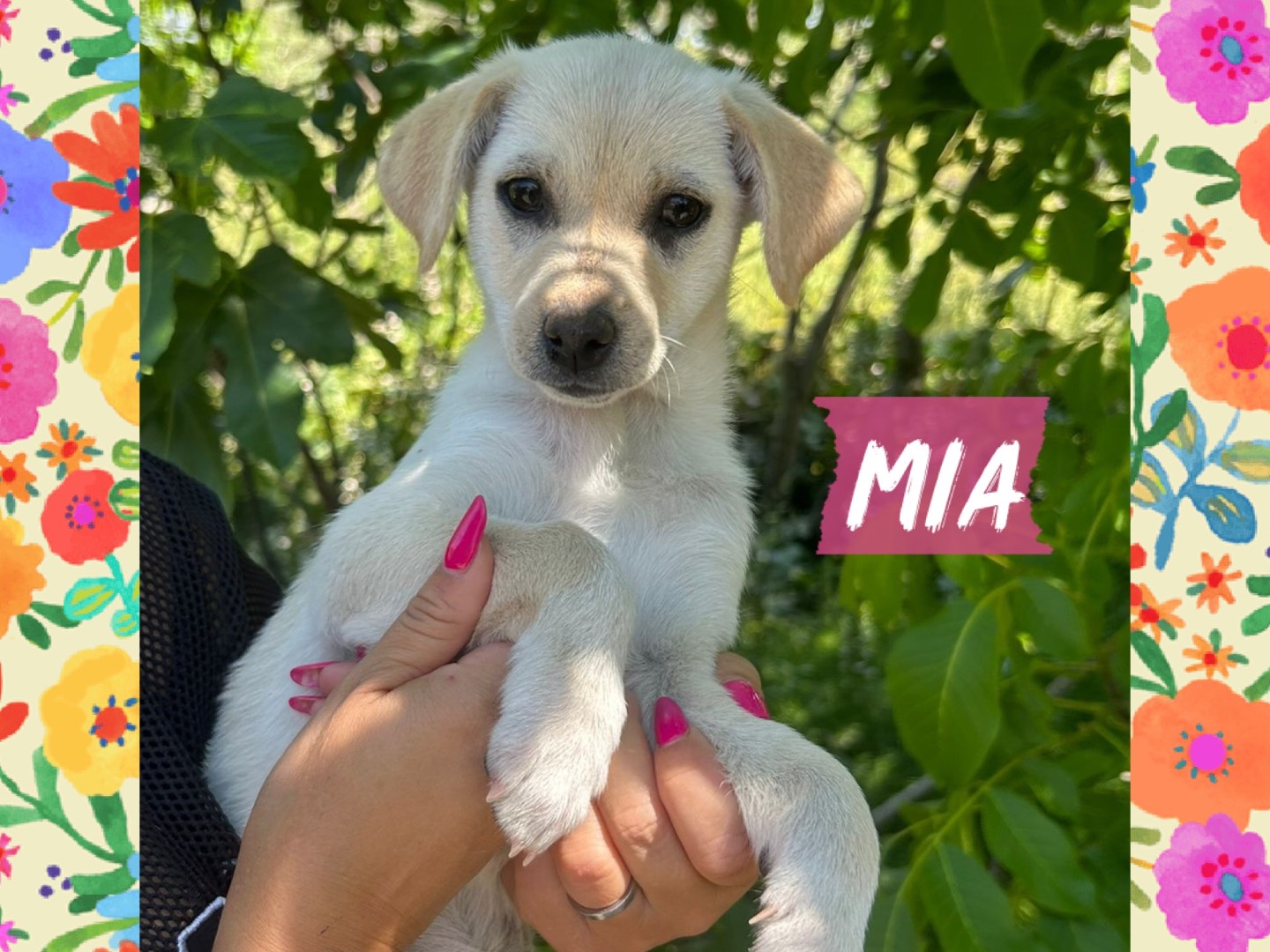 Adozione cane, femmina, Razza sconosciuta Razza sconosciuta, 2 mesi, taglia piccola, Catanzaro