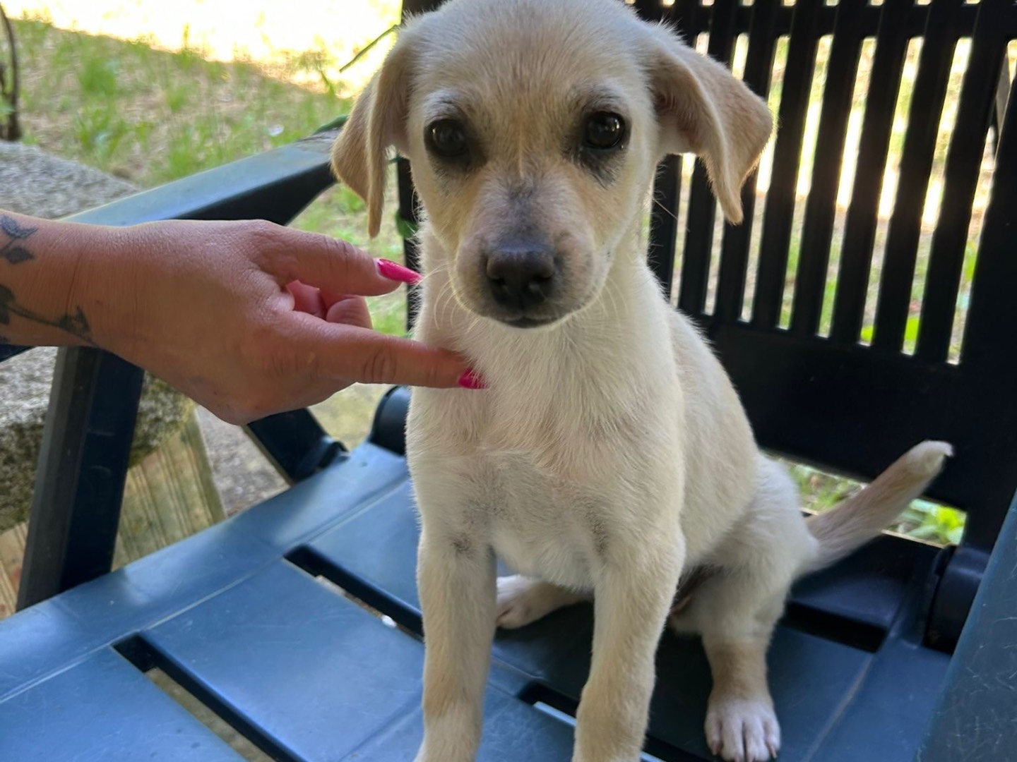 Adotta un cane, femmina, 2 mesi, Catanzaro