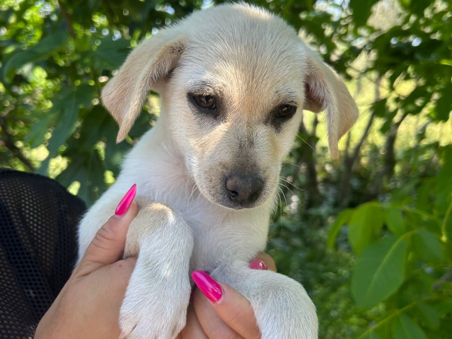 Adotta un cane, taglia piccola, femmina, Catanzaro