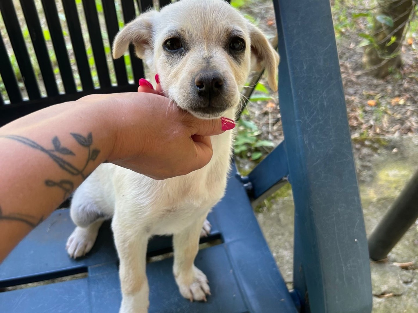 Vuoi adottare un cane a Catanzaro?