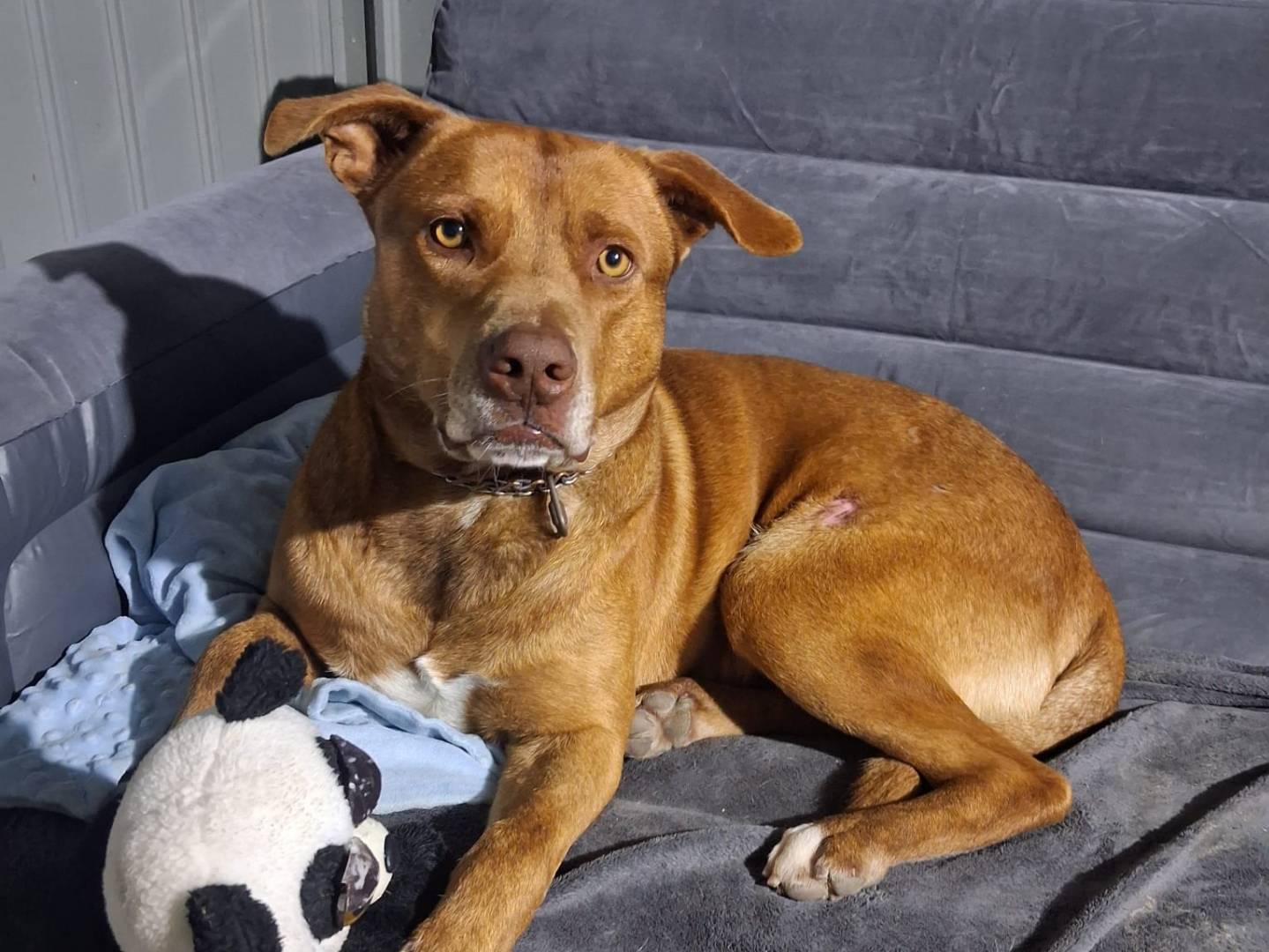 Adozione cane, maschio, Amstaff Razza sconosciuta, 3 anni e 4 mesi, taglia media, Crotone