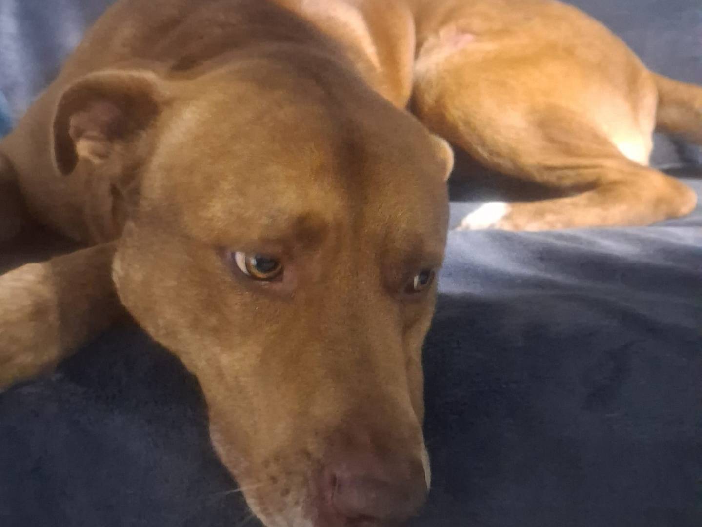 Adotta un cane, maschio, 3 anni e 4 mesi, Crotone