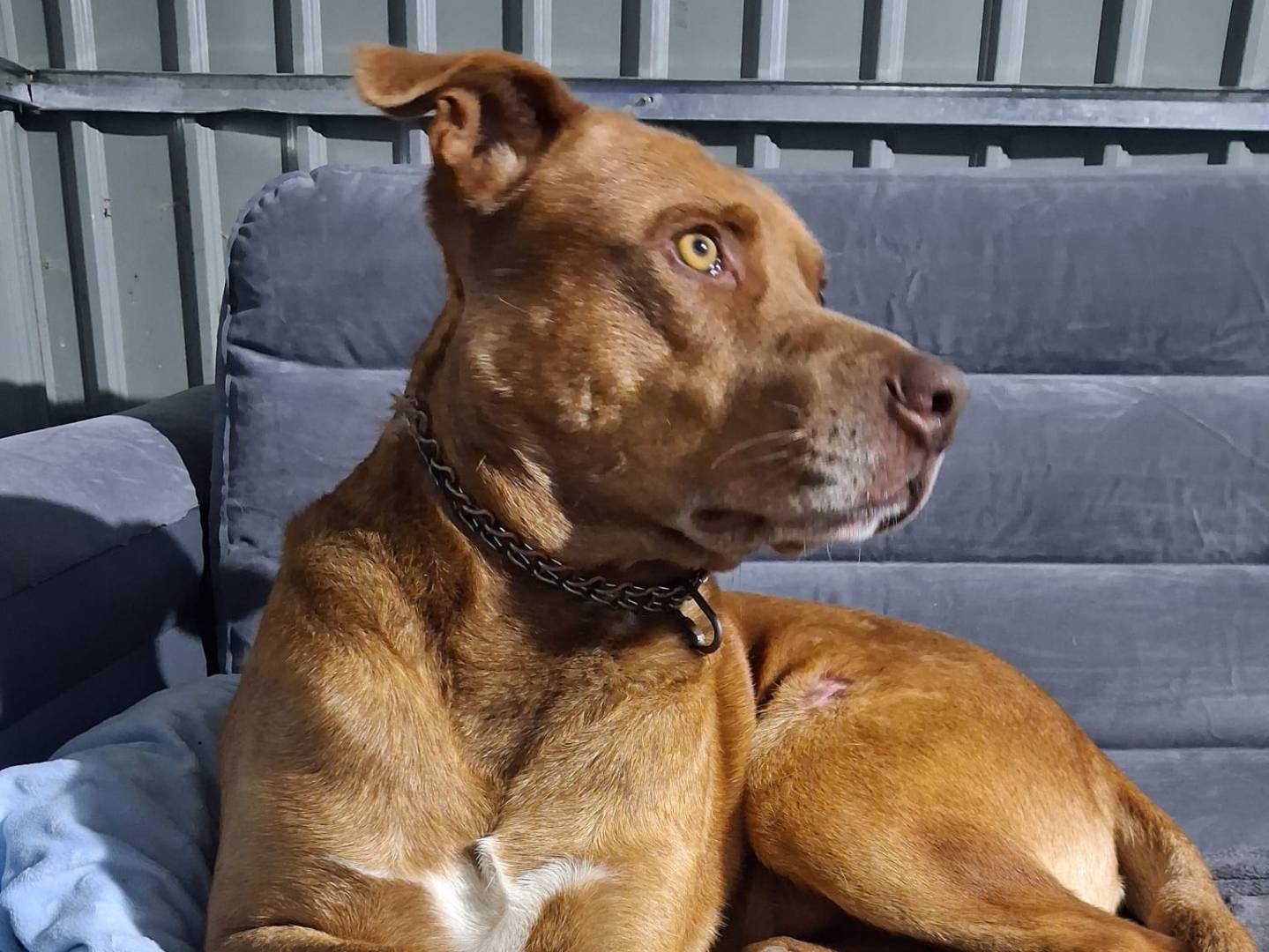Adotta un cane, taglia media, maschio, Crotone