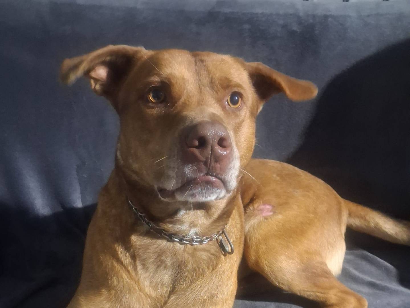 Vuoi adottare un cane a Crotone?