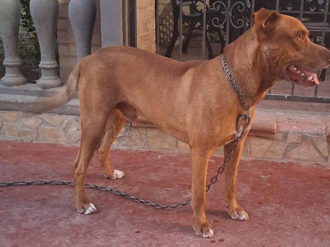 Adotta il cane Igor  a Crotone