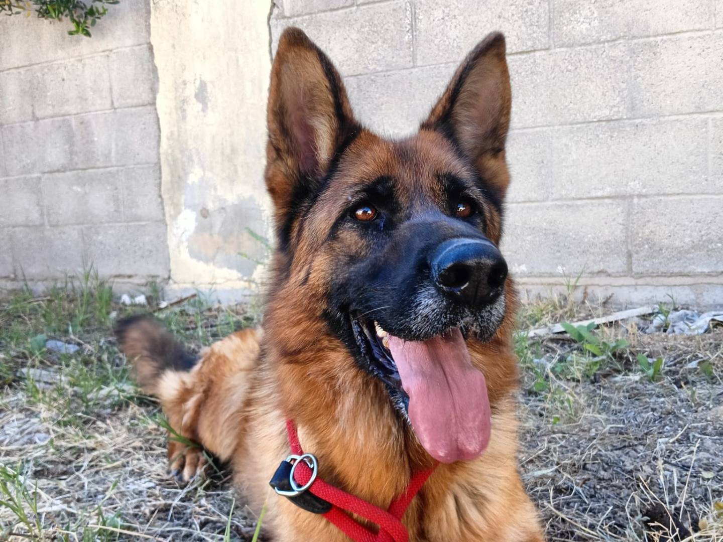 Vuoi adottare un cane a Crotone?