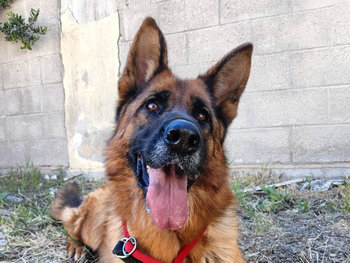Adotta il cane Asia a Crotone