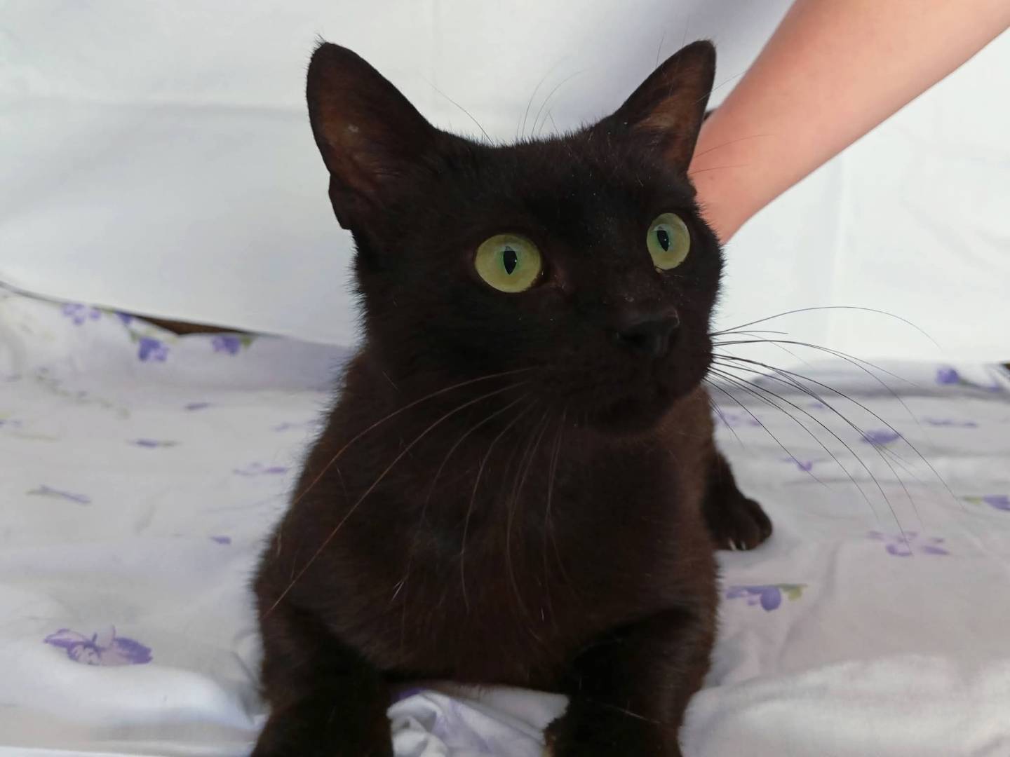 Adotta un gatto, femmina, 1 anno e 4 mesi, Avellino