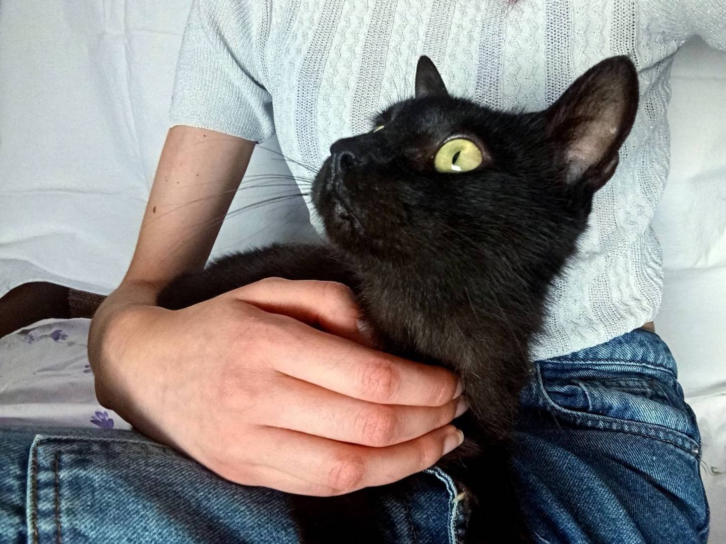 Adozione gatto, femmina, Razza sconosciuta Razza sconosciuta, 1 anno e 4 mesi, taglia non valida, Avellino