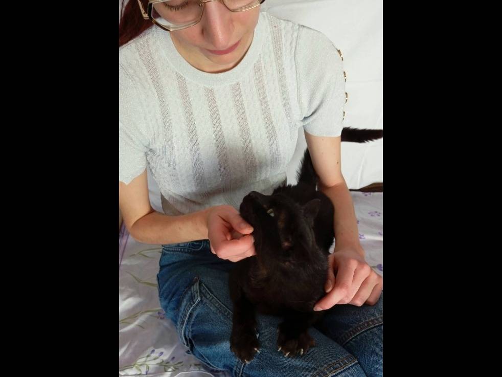 Adotta un gatto, taglia non valida, femmina, Avellino
