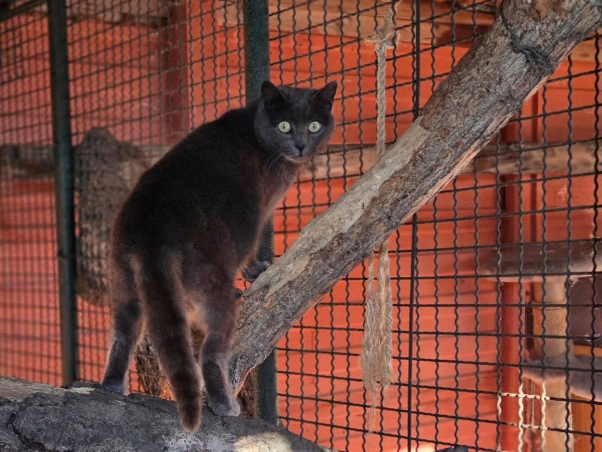 Vuoi adottare un gatto a Bologna?