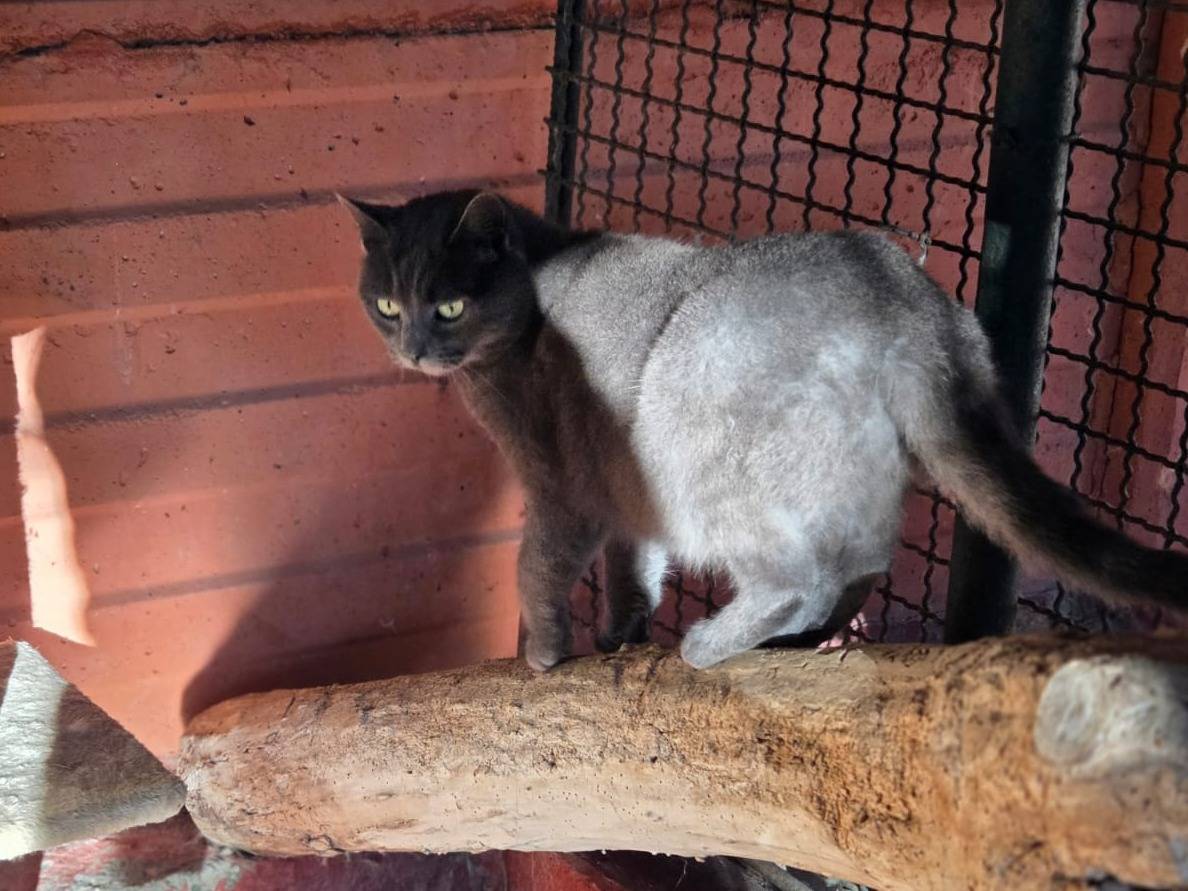 Adotta il gatto Andrea a Bologna