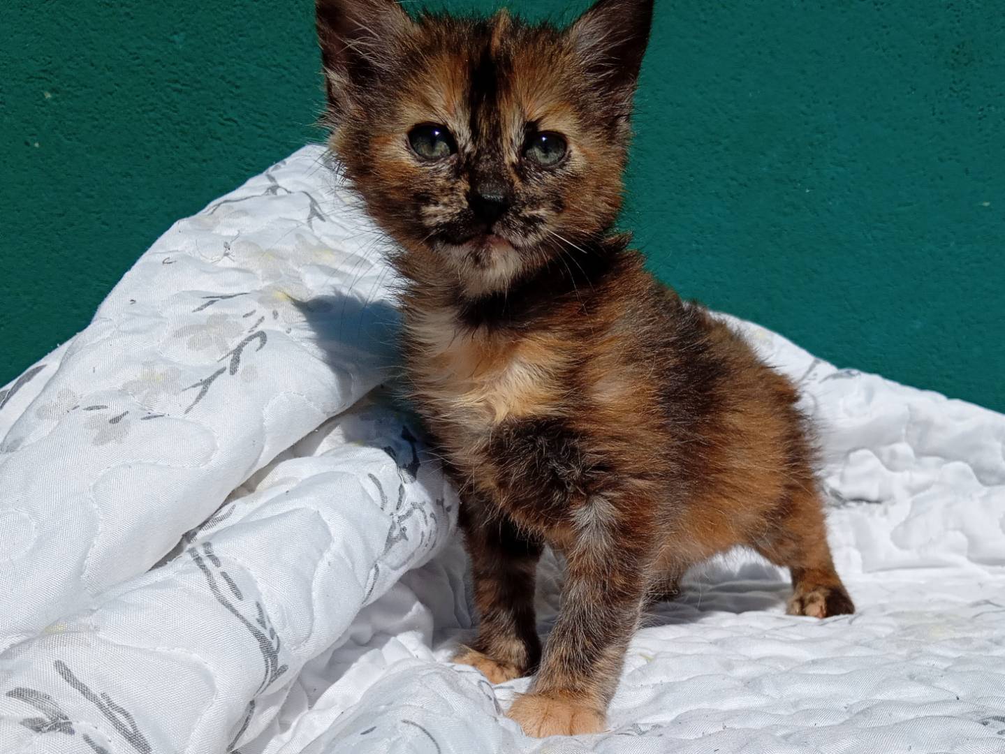 Adotta un gatto, femmina, 2 mesi, Firenze