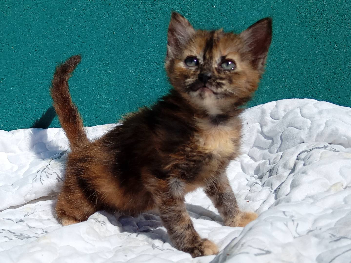 Vuoi adottare un gatto a Firenze?