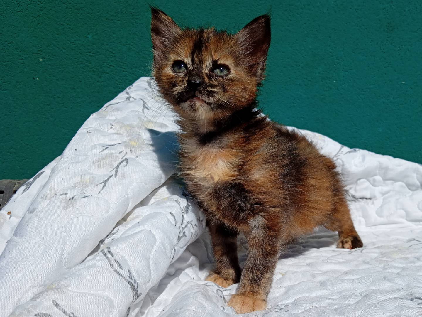 Adozione gatto, femmina, Razza sconosciuta Razza sconosciuta, 2 mesi, taglia non valida, Firenze