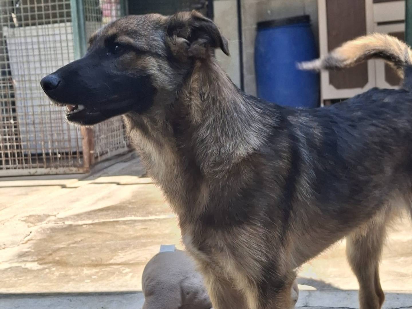 Adozione cane, maschio, Razza sconosciuta Pastore Belga Malinois, 6 mesi, taglia media contenuta, Milano
