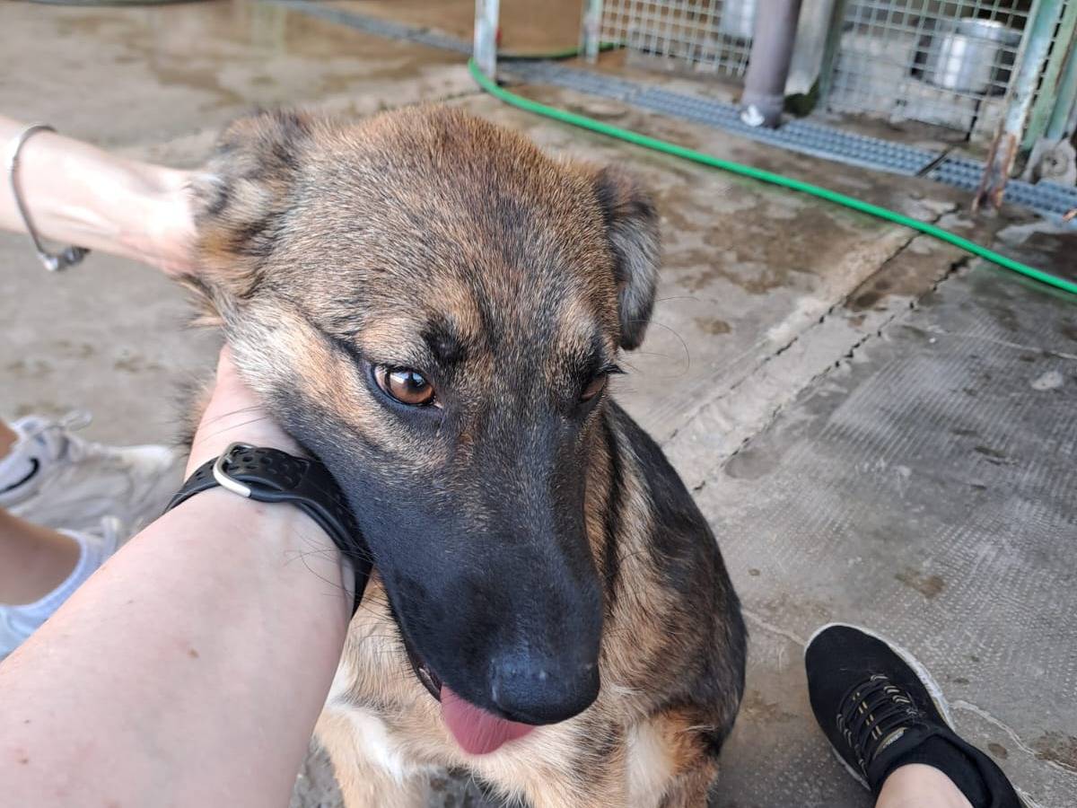 Adotta un cane, maschio, 6 mesi, Milano