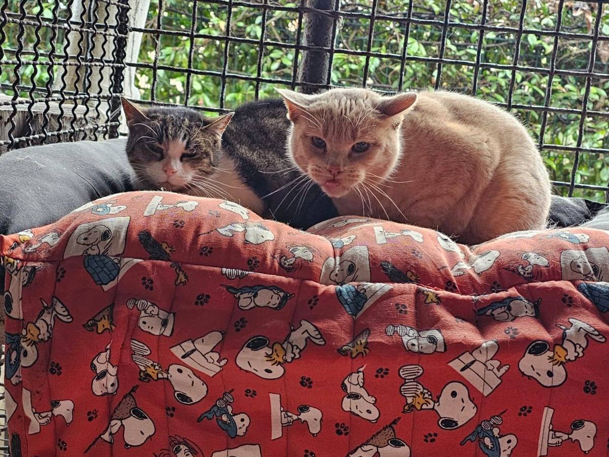 Vuoi adottare un gatto a Bologna?