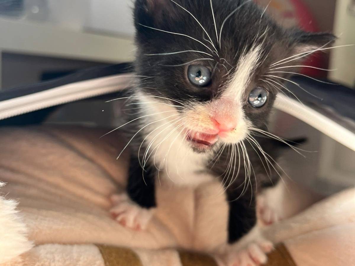 Adotta un gatto, maschio, 3 settimane, Teramo