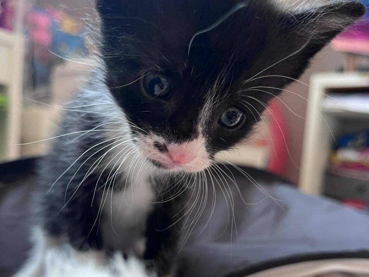 Adozione gatto, maschio, Razza sconosciuta Razza sconosciuta, 1 mesi, taglia non valida, Teramo