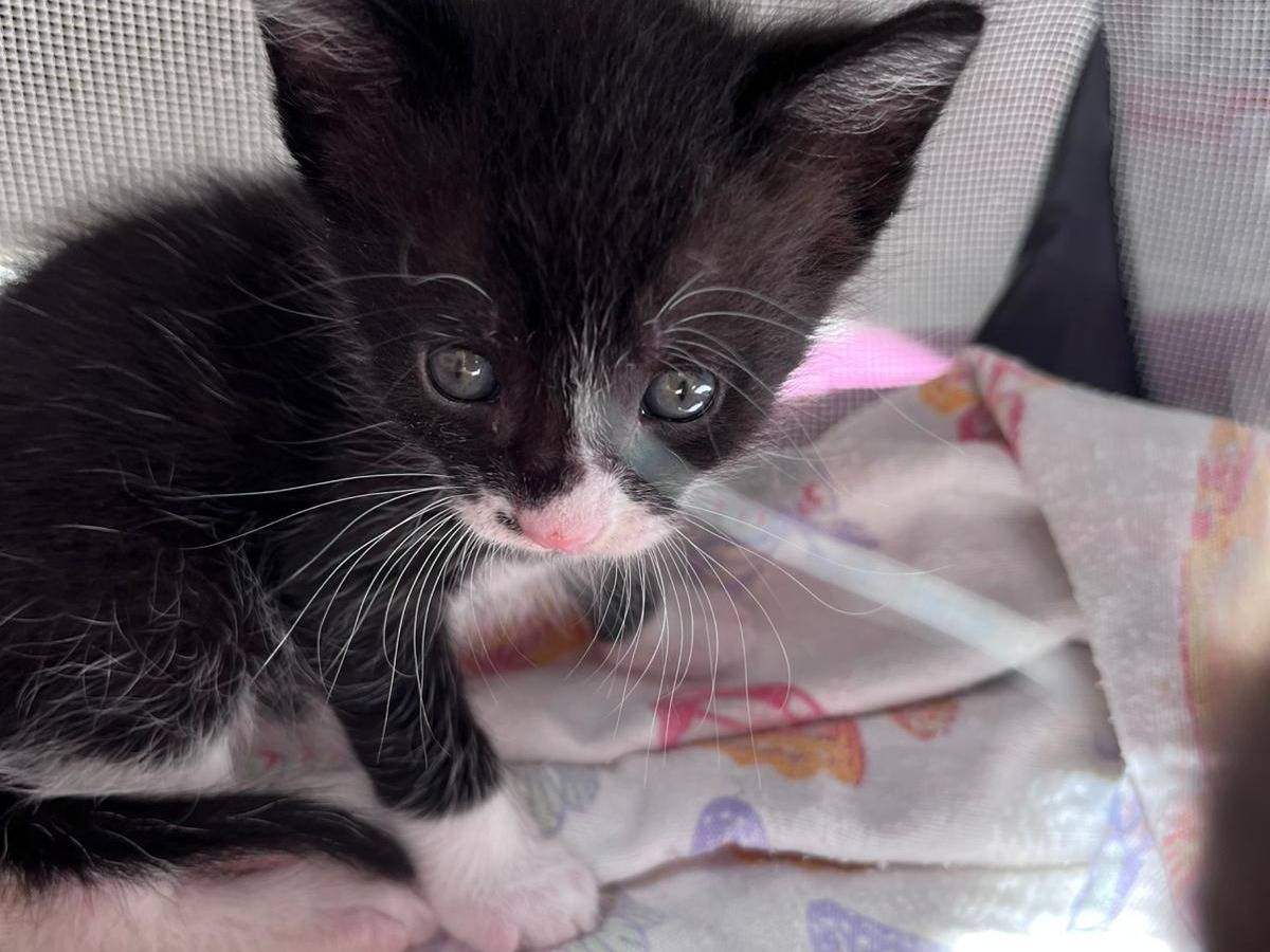 Adotta un gatto, maschio, 1 mesi, Teramo