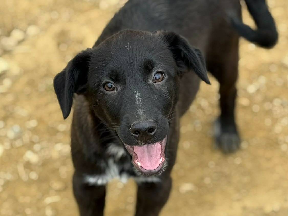 Adotta il cane SILAS a Firenze