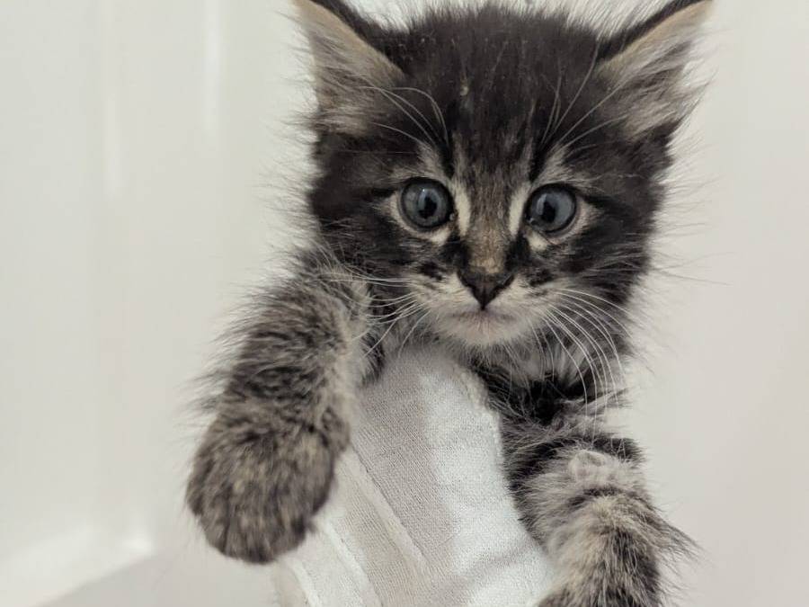 Adozione gatto, maschio, Razza sconosciuta Razza sconosciuta, 3 settimane, taglia non valida, Teramo