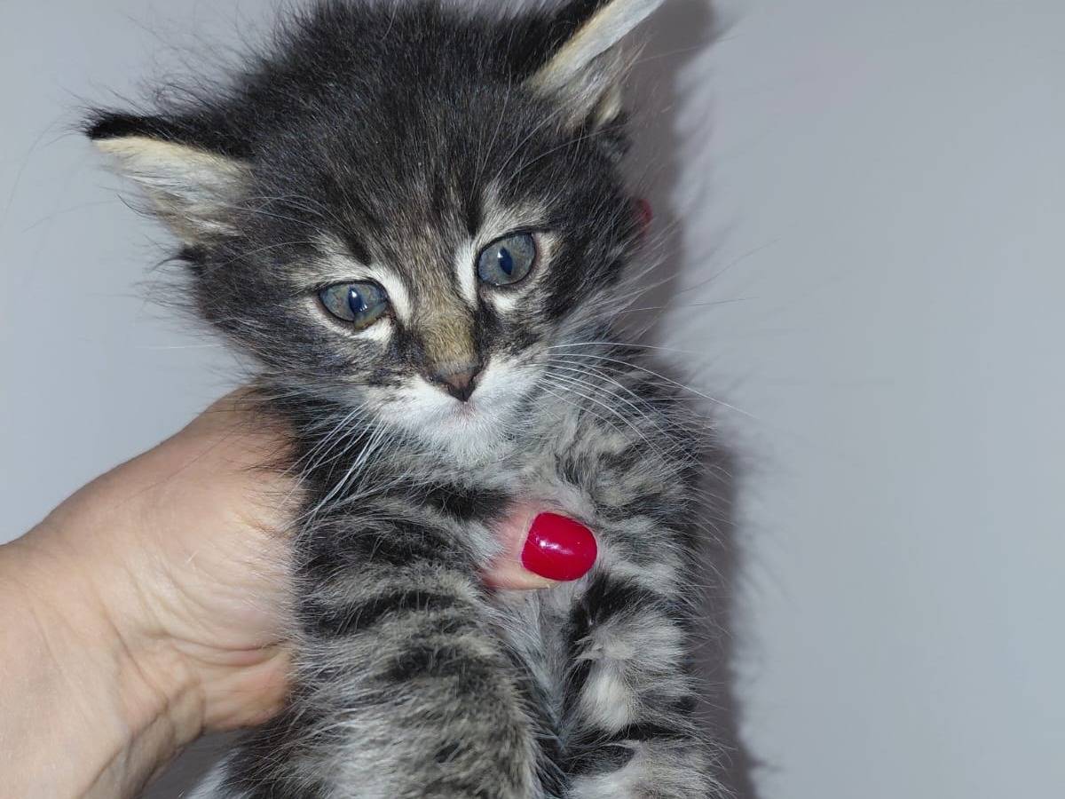 Adotta un gatto, maschio, 3 settimane, Teramo