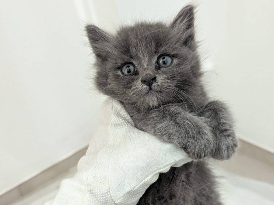 Adozione gatto, maschio, Razza sconosciuta Razza sconosciuta, 3 settimane, taglia non valida, Teramo
