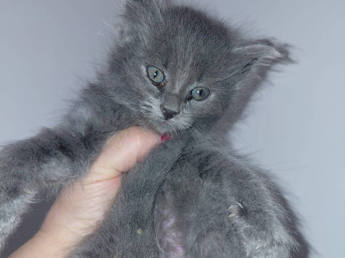 Adotta un gatto, maschio, 3 settimane, Teramo
