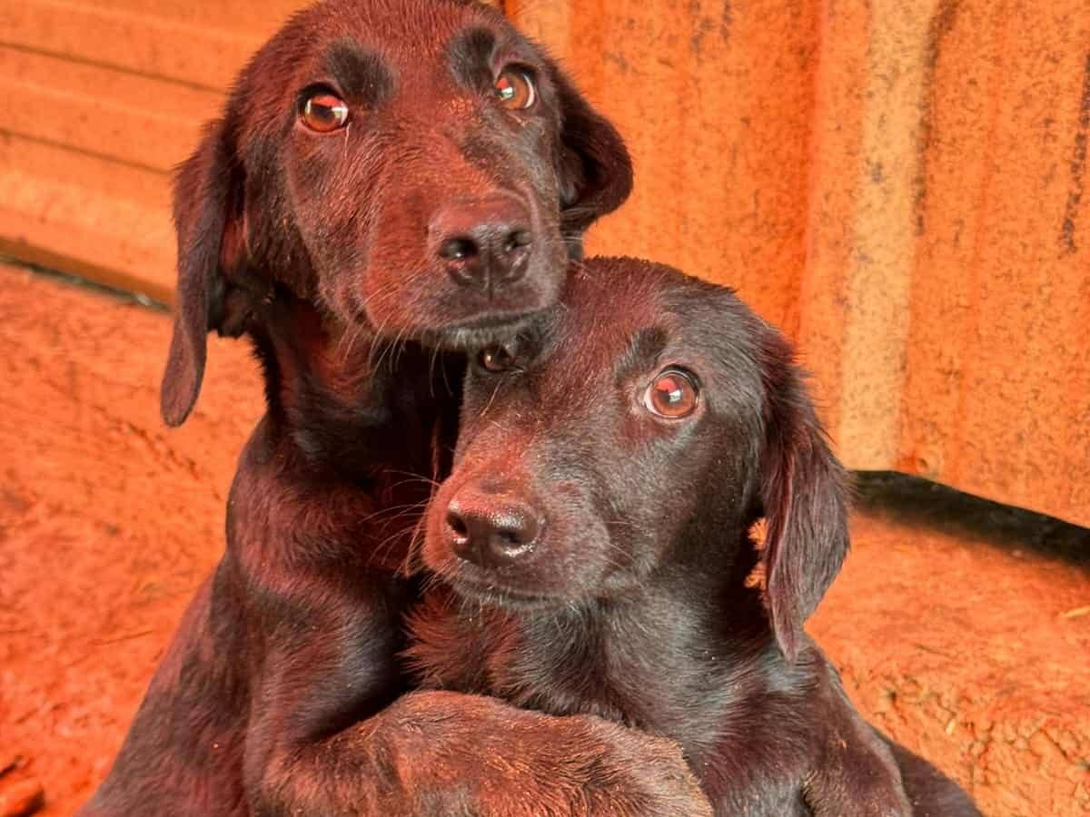 Adozione cane, femmina, Razza sconosciuta Razza sconosciuta, 3 mesi, taglia media, Firenze
