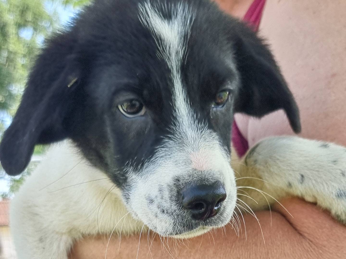 Adotta un cane, maschio, 3 mesi, Pavia