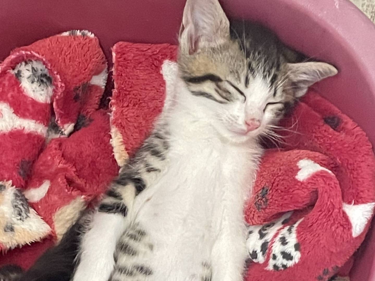 Adozione gatto, maschio, Razza sconosciuta Razza sconosciuta, 2 mesi, taglia non valida, Varese