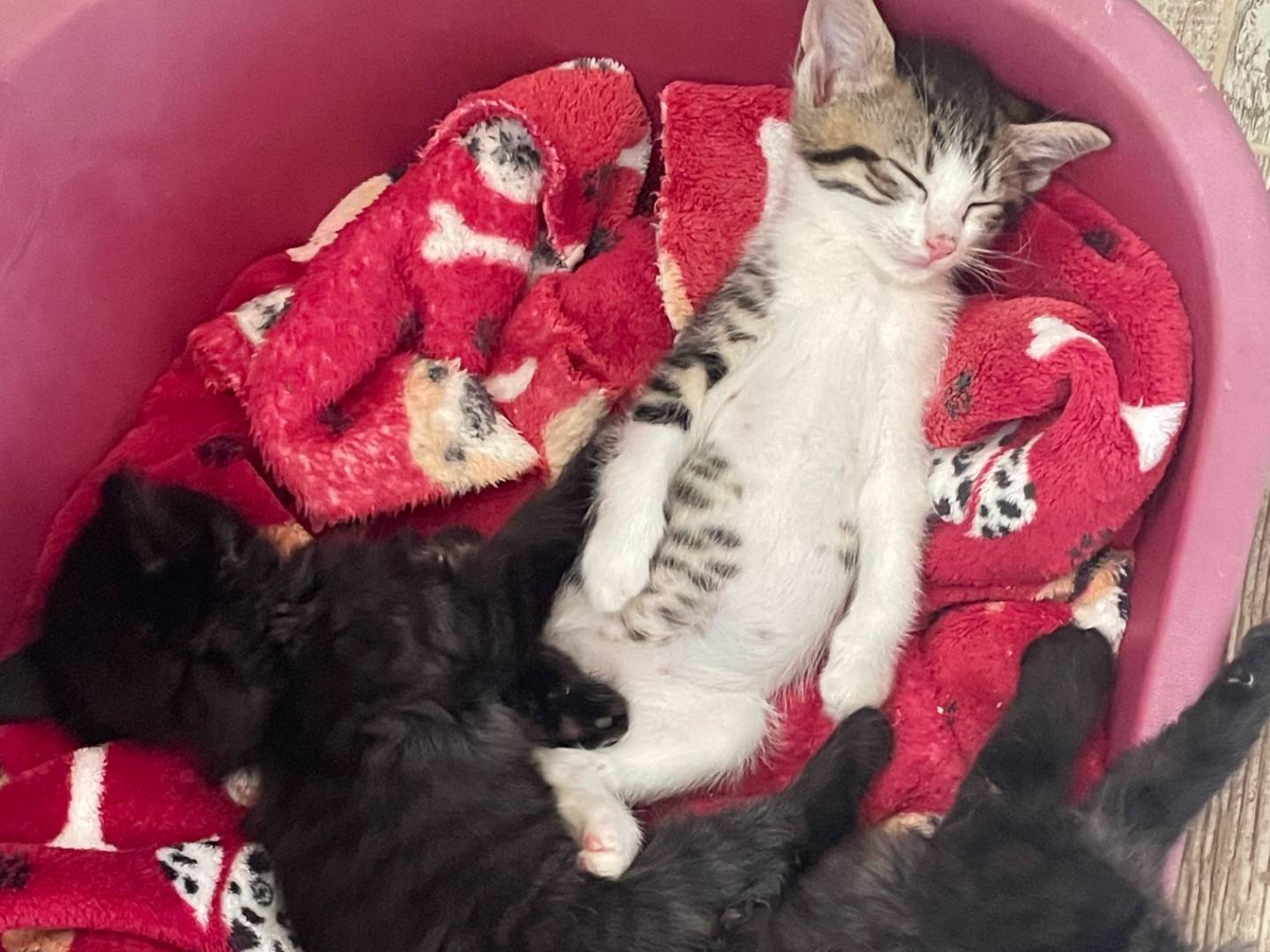 Adotta un gatto, maschio, 2 mesi, Varese