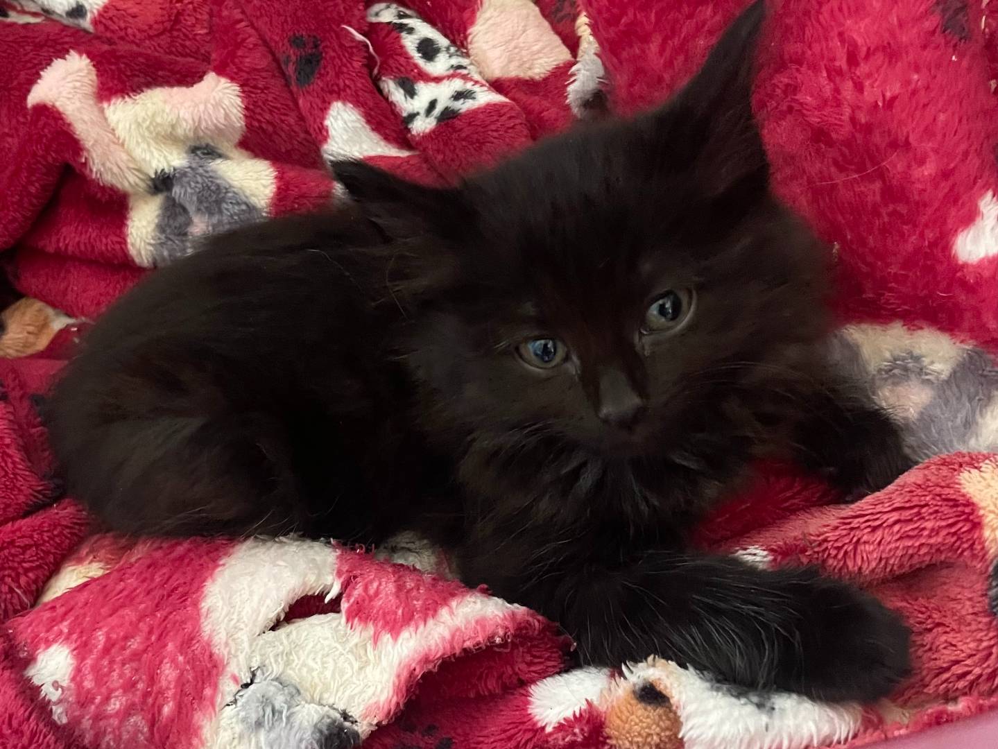 Adotta un gatto, taglia non valida, maschio, Varese