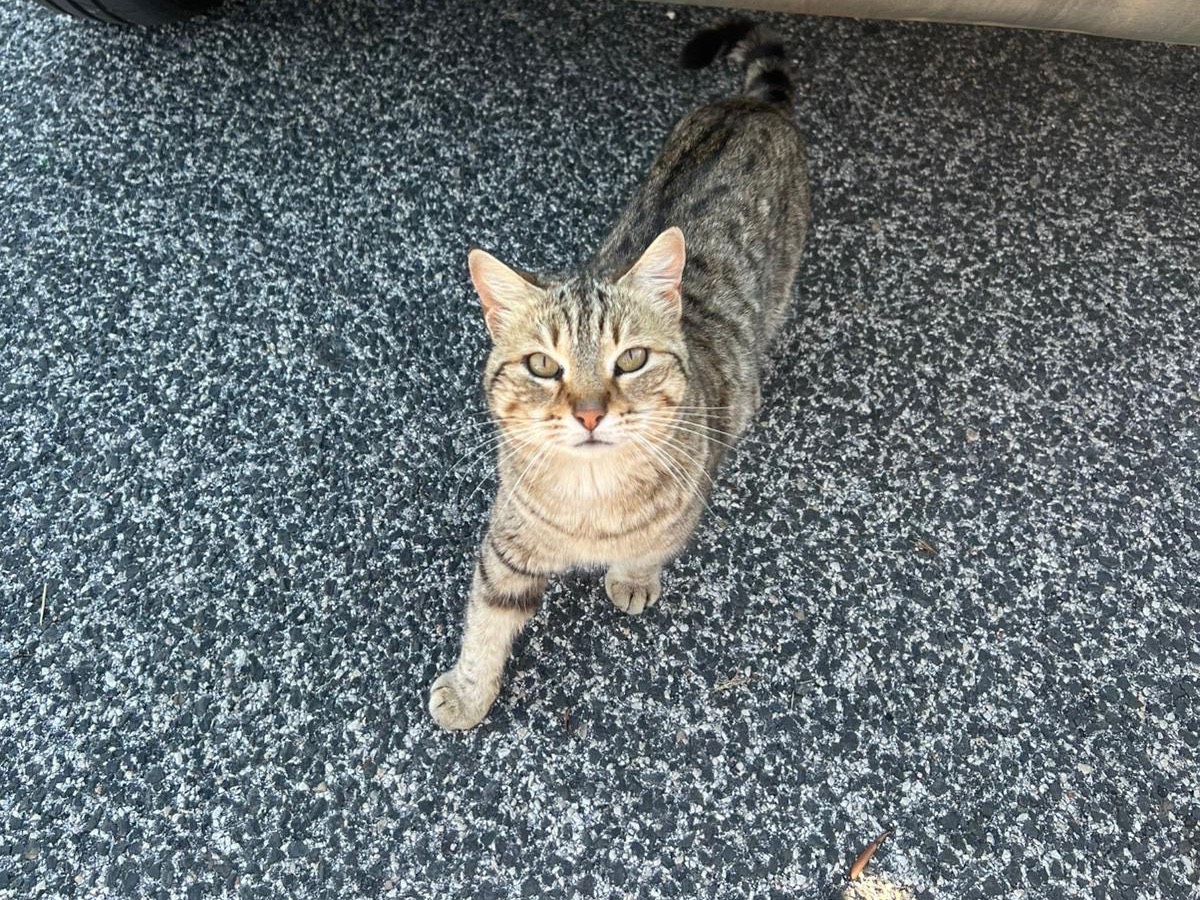 Adozione gatto, maschio, Razza sconosciuta Razza sconosciuta, 6 mesi, taglia non valida, Roma