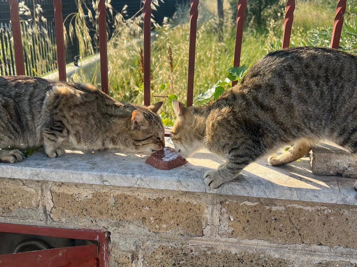Adotta un gatto, maschio, 6 mesi, Roma