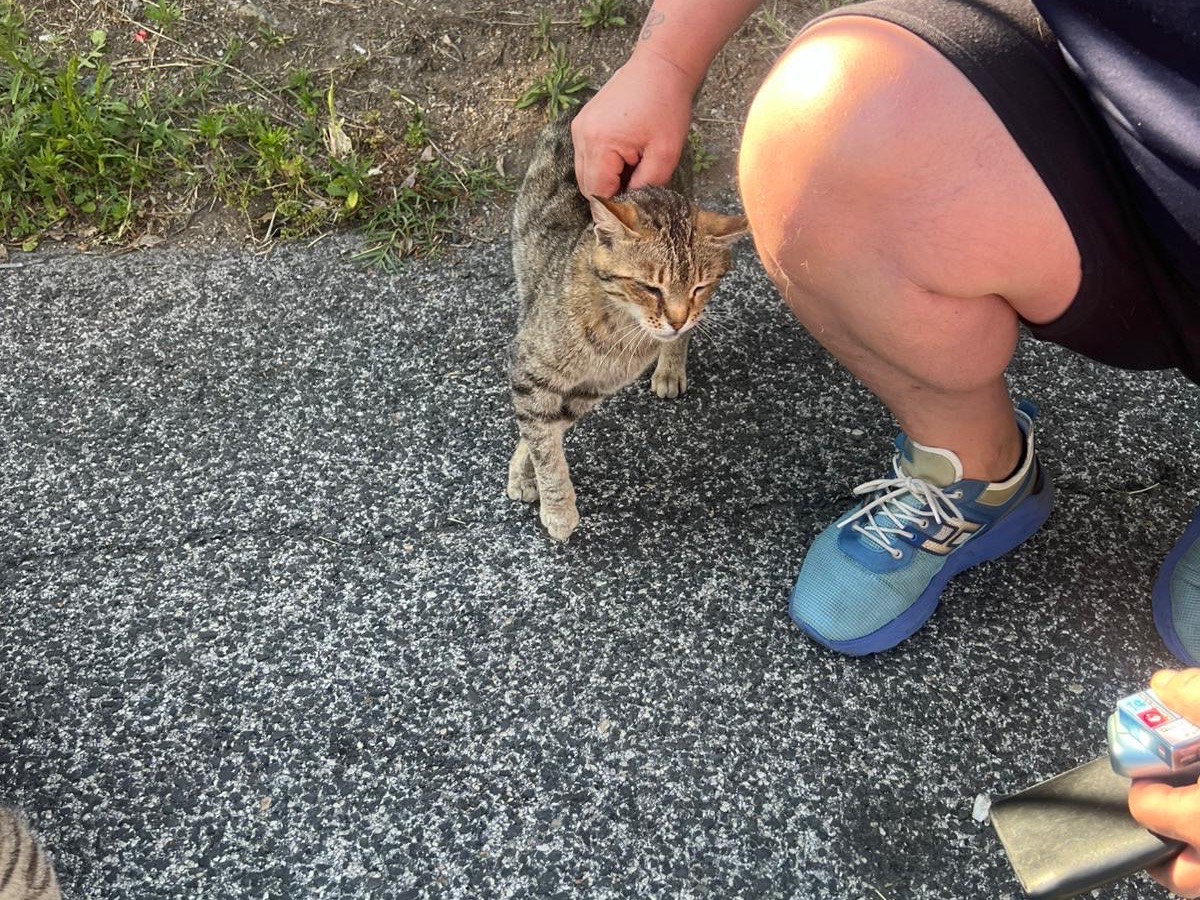 Adotta un gatto, taglia non valida, maschio, Roma