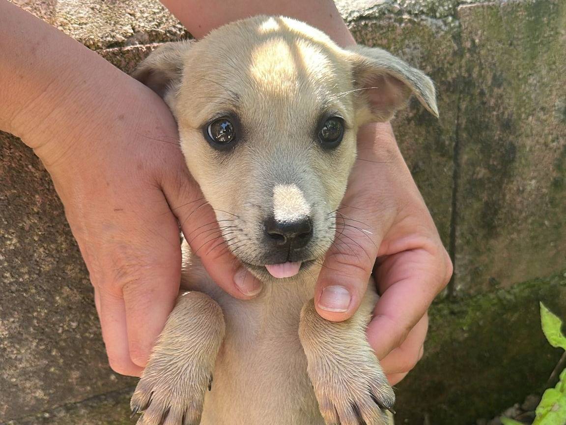 Adozione cane, femmina, Razza sconosciuta Razza sconosciuta, 2 mesi, taglia media, Padova