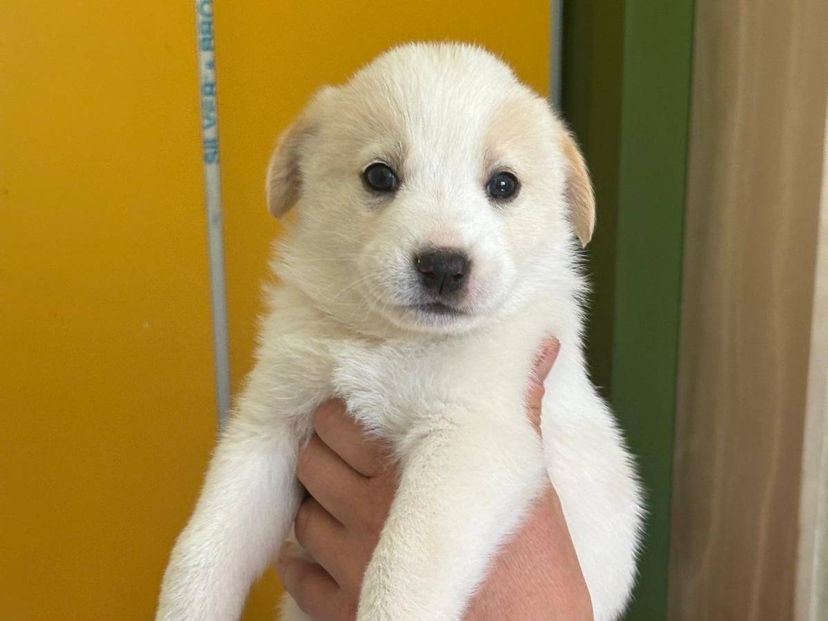 Adozione cane, femmina, Razza sconosciuta Razza sconosciuta, 1 mesi, taglia media, Bari