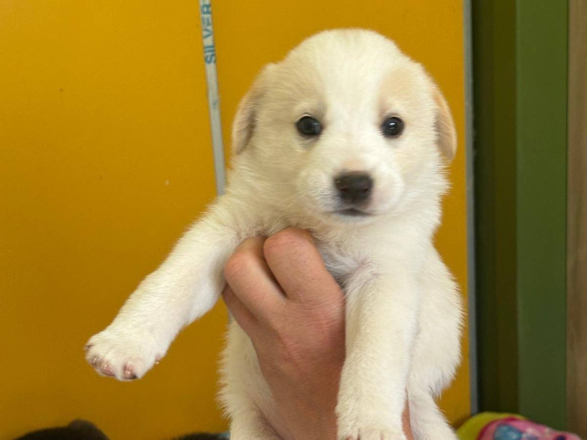 Adotta un cane, femmina, 1 mesi, Bari