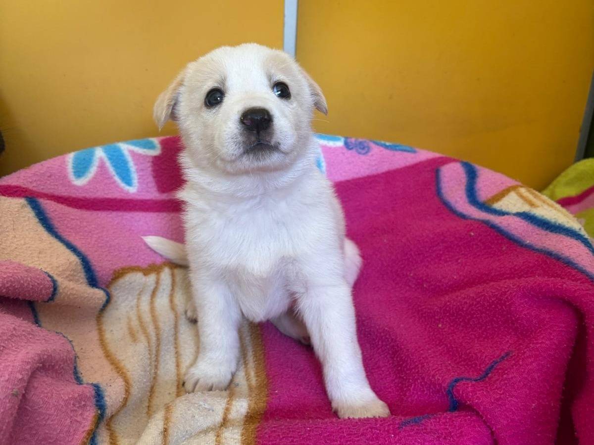 Adotta un cane, taglia media, femmina, Bari