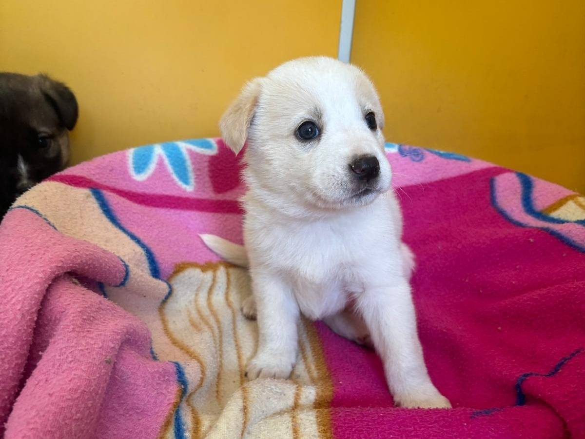 Vuoi adottare un cane a Bari?