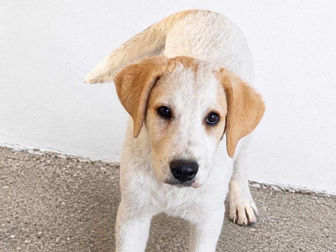 Adozione cane, maschio, Razza sconosciuta Razza sconosciuta, 3 mesi, taglia media, Reggio