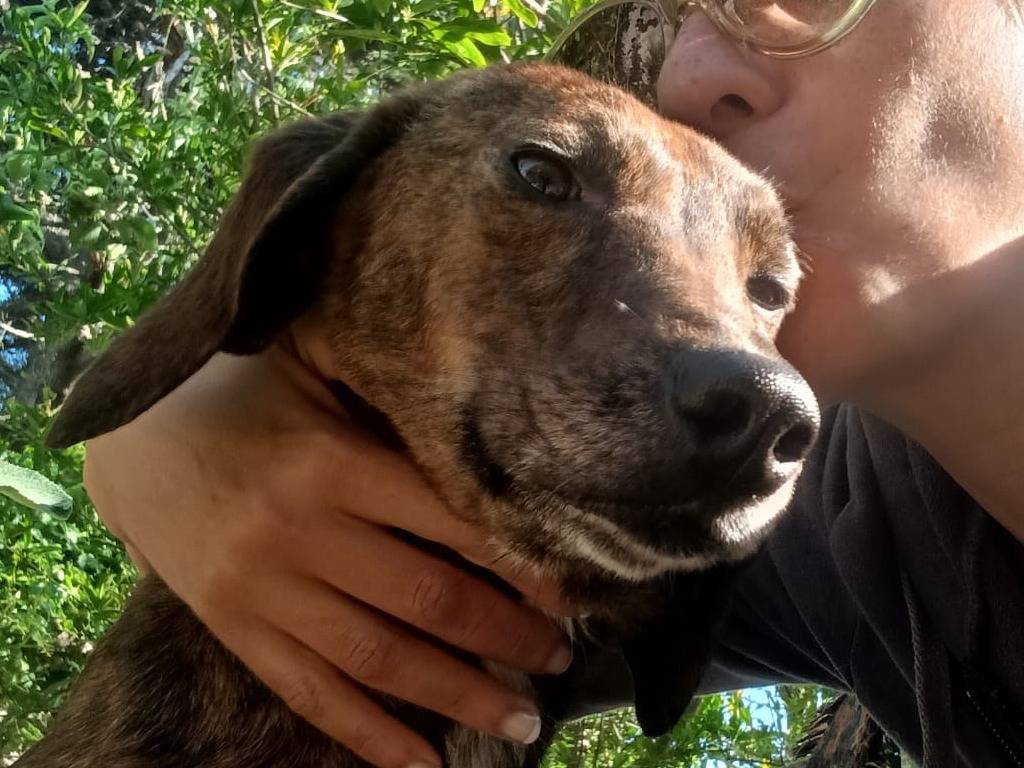 Adozione cane, femmina, Segugio Razza sconosciuta, 2 anni e 10 mesi, taglia media contenuta, Vibo