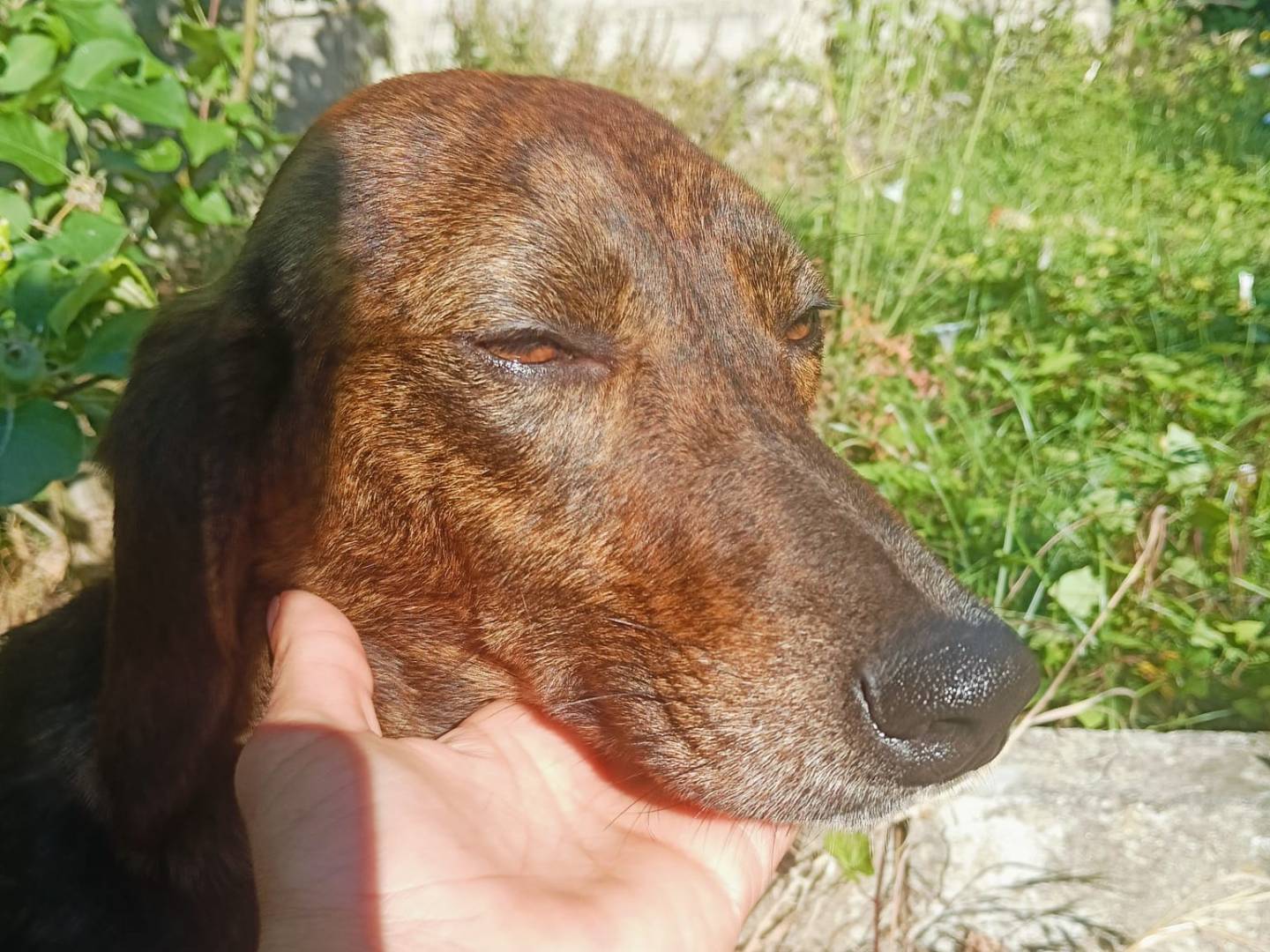 Adotta un cane, femmina, 2 anni e 10 mesi, Vibo