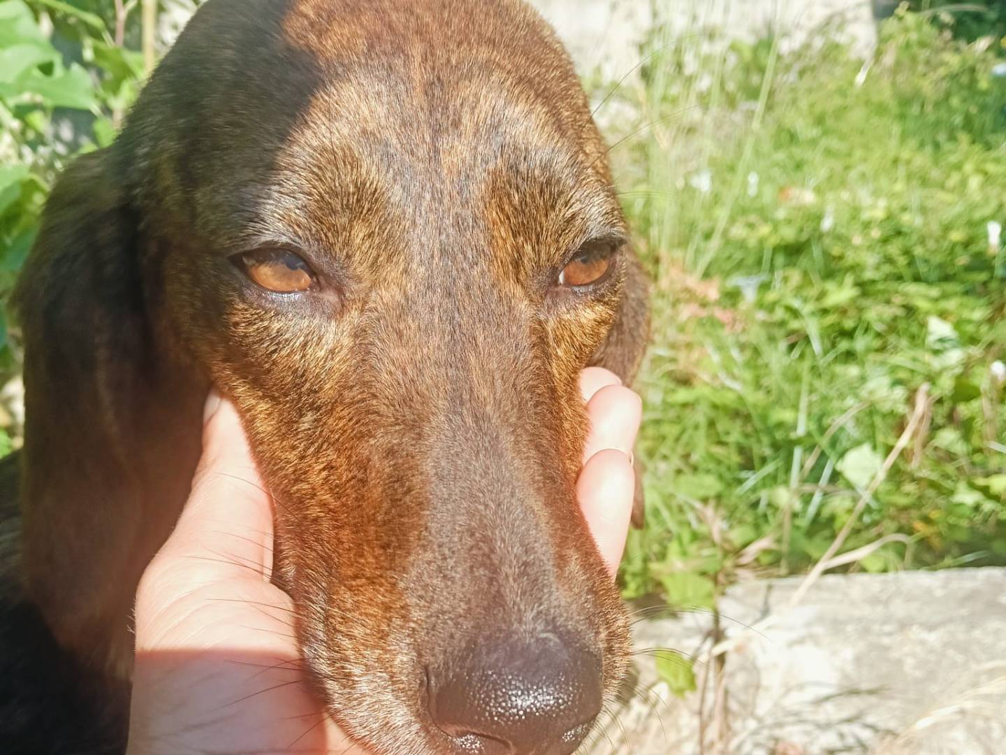 Adotta un cane, taglia media contenuta, femmina, Vibo